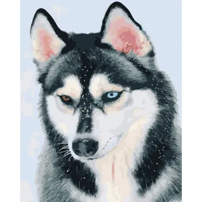 Сибирский хаски - «Хаски, собака мечты. » | отзывы