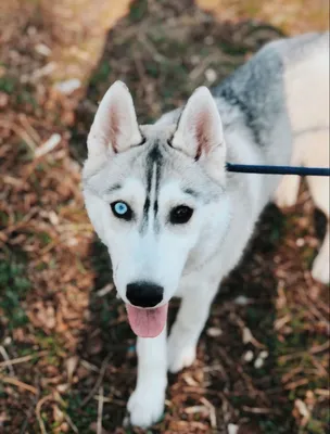 хаски (husky, сибирская хаски, сибирский хаски, ) :: красивые картинки ::  animal art :: собака (собакен, песель, пес) / картинки, гифки, прикольные  комиксы, интересные статьи по теме.