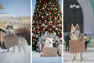 Новосибирский приют для хаски снял подопечных с табличками бездомных 17  января 2022 года -  - 