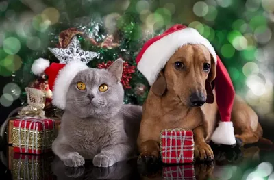 Как провести Новый год с питомцем: правила безопасности для хозяев кошек и  собак | Новости и статьи ВкусВилл: Москва и область