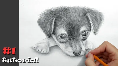 Рисунок карандашом для срисовки легкие собаки - 62 фото