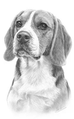Рисуем Риту-Цагириту | Изображения собак, Художественная роспись, Немецкие  овчарки