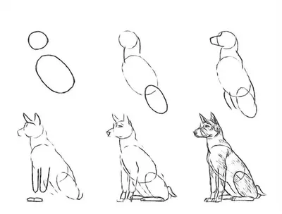 Картинки собак карандашом для срисовки (50 картинок) 🤣 WebLinks