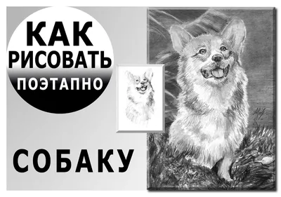 Эскиз, серый карандаш, рисунок собаки…» — создано в Шедевруме