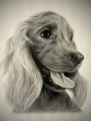 Как нарисовать собаку породы ХАСКИ карандашом поэтапно. Макстер-класс. -  YouTube