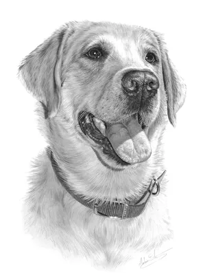 Красивые рисунки собак (25 фото) » Рисунки для срисовки и не только