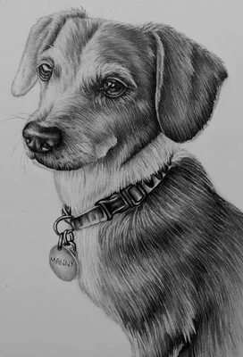 Рисунок собаки хаски - 45 фото