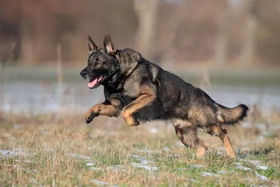 Немецкая овчарка: размер, 🐕 вес, характер, уход, воспитание, уход