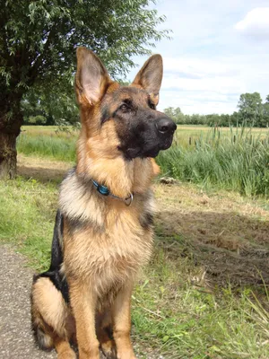 Немецкая овчарка (German Shepherd Dog) - это одна из самых популярных пород  собак. Отзывы, описание и фото породы.