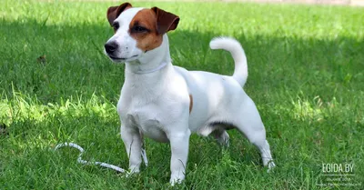 История породы Джека Рассела Терьера (Jack Russell Terrier) - О собаках -  Статьи | Интернет зоомагазин 