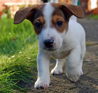 Джек рассел терьер (Jack Russell Terrier) - собака очень умная и  понятливая, отлично подойдет для детей и квартиры.