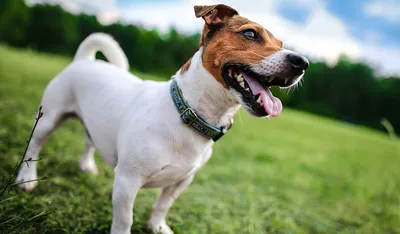 Джек-рассел терьер (125 фото): характер собаки, стандарты породы, чем  кормить, внешний вид, повадки, интересные факты и особенности
