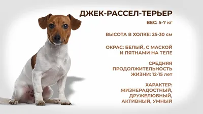 Джек-рассел-терьер - щенок породы, фото и описание | Вес, размер и окрас |  Pet-Yes