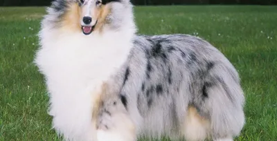 Колли длинношерстная – великобританская порода собак | Животный и  растительный мир | Дзен