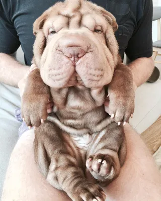 Шарпей (Shar-Pei) - это сильная, преданная и активная порода собак. Фото,  отзывы и описание породы.