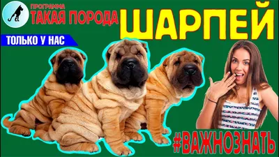 Шарпей - описание породы, характеристика, цена, фото и видео