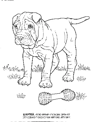 Раскраска Шарпей | Раскраски собак, рисунки собак, картинки собак