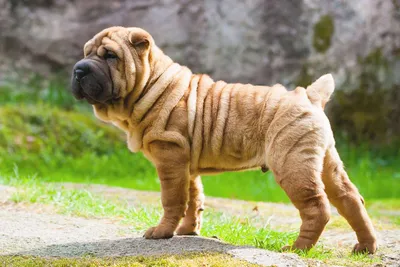 Шарпей (Китайская бойцовая собака) / Shar Pei (Chinese Fighting Dog) -  