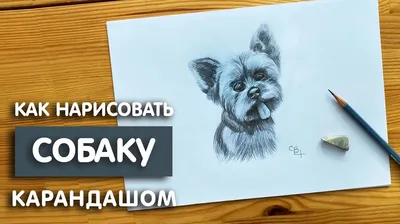 Рисуем собак. Альбом для скетчинга, Коллектив авторов – скачать pdf на  ЛитРес