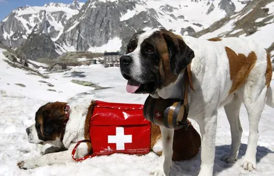 Четвероногие спасатели: породы собак, которые всегда придут на помощь