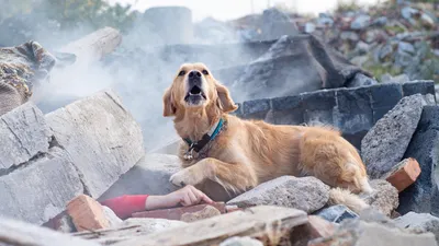 Собаки-спасатели в Хабаровском крае сдают экзамены на профпригодность -  