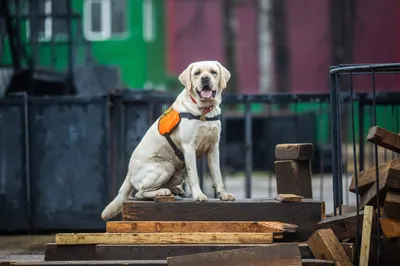 В России предложили создать дом престарелых для собак-спасателей