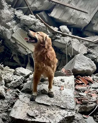 Ищут пострадавших после ракетных обстрелов: Зеленский показал работу собак- спасателей - МЕТА