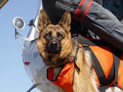 На Ставрополье прошли учения с участием собак - спасателей на воде |  Ставропольская правда
