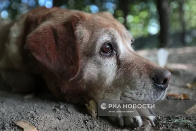 Сеть растрогала собака-спасатель, которая ищет выживших в Турции с  израненными лапами