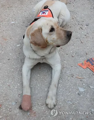 Тренировка собак-спасателей МЧС | РИА Новости Медиабанк