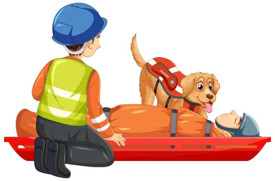 Бесценные специалисты: как работают собаки спасатели - Новости - Главное  управление МЧС России по Республике Карелия