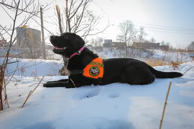 Собаки-спасатели покажут мастер-класс в «Лужниках» в Москве | 360°