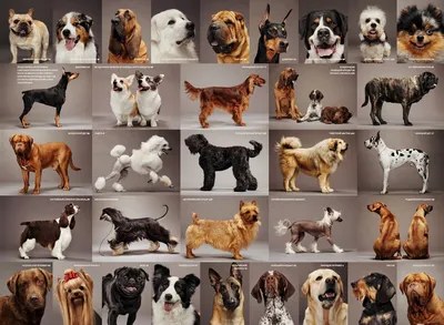 Много собак на одном (56 фото) - картинки 