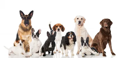 Все породы собак на одной картинке (65 фото) - картинки 