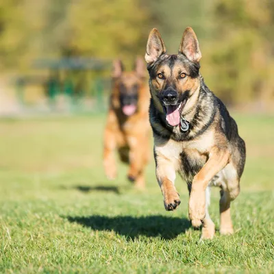 Как подружить двух взрослых собак в одной квартире - 🐕 FriendForPet