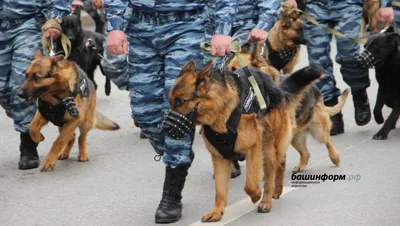 Порох на кончике носа: фоторепортаж о службе собак-полицейских в Уфе