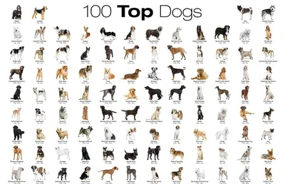Все породы собак. Список