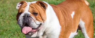 Бульдог: описание породы, характер, содержание и уход за собакой