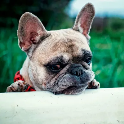 Royal Canin French Bulldog Adult корм для собак породы французский бульдог  в возрасте от 12 месяцев - 3 кг - купить в Москве | КотМатрос