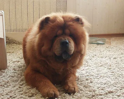 Чау-чау, фотографии Чау-чау | Chow chow dogs, Fluffy dogs, Chow chow