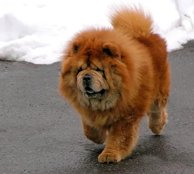 Чау-чау (Chow Chow) - необычайно красивая порода собак с синим языком.  Описание, отзывы и фото породы.