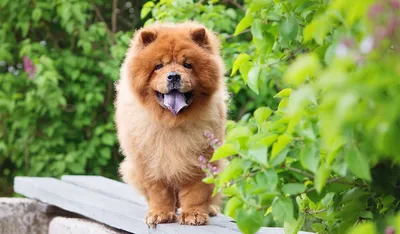 Чау-чау (Chow Chow) - необычайно красивая порода собак с синим языком.  Описание, отзывы и фото породы.