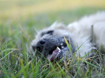 Фото животных: Собака Друг человека. Игорь Горин. - ANIMAL PHOTO