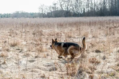 Собака и человек: правила жизни и отношений - WikiPet