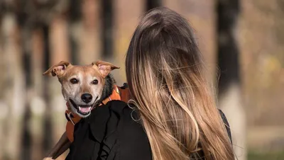 Ученые доказали, что собаки понимают человеческую речь - Российская газета