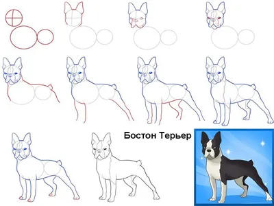 Собаки срисовки легкие пошаговые (800 рисунков) рисунки для начинающих  карандашом простые идеи красивые картинки