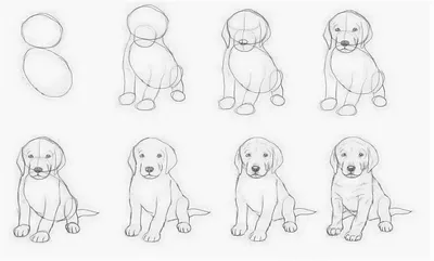 How to draw a dog - YouTube