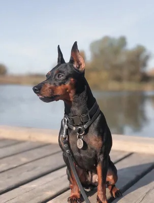 Цвергпинчер (Zwergpinscher) (Породы собак) карликовый пинчер, пинчер  купить, цвергпинчер купить, пинчер собака, щенки пинчера, карликовый пинчер  купить, стандартный пинчер, немецкий пинчер купи Энциклопедия о животных  