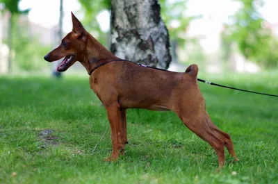 Цвергпинчер - это собака с бесконечным источником энергии и бурлеска. Они  любопытные, бесстрашные и быстрые.