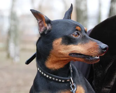 Немецкий пинчер: характеристика собак 🐕 и щенков породы - 